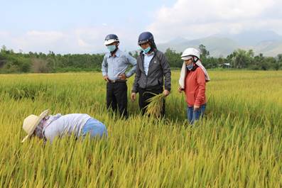 Nghĩa Kỳ thăm đồng gặt mẫu đánh giá năng suất lúa vụ Đông xuân 2020 - 2021