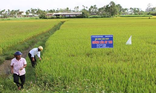 Phòng Nông nghiệp & Phát triển nông thôn huyện Tư Nghĩa tổ chức Hội nghị tổng kết mô hình cánh đồng lớn giống lúa ĐT100