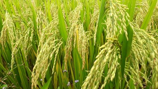 Nông dân xã Nghĩa Lâm cho rằng chưa có một vụ lúa nào năng suất đạt như vụ Đông Xuân 2020-2021