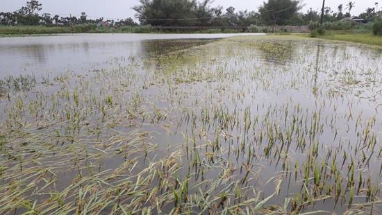 Nghĩa Kỳ: 35 ha lúa Hè Thu bị đổ ngã, ngập úng do ảnh hưởng của cơn bão số 5