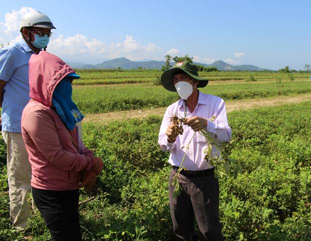 Lãnh đạo UBND huyện Tư Nghĩa kiểm tra mô hình khuyến nông tại xã Nghĩa Lâm