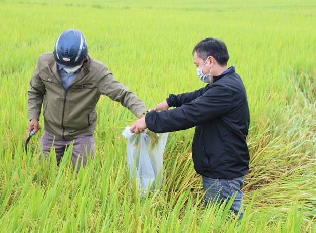 Tư Nghĩa gặt mẫu đánh giá năng suất lúa vụ Đông Xuân 2021 - 2022