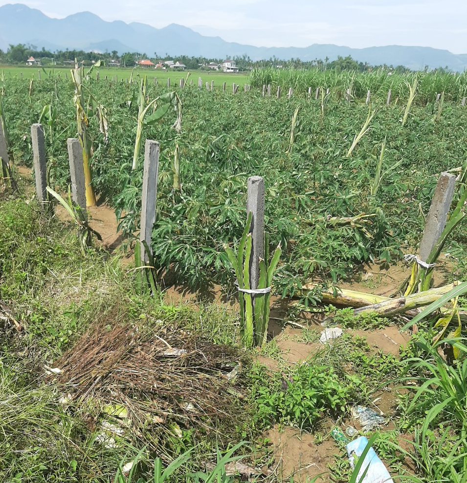 Xử lý nghiêm việc người dân tự ý trồng cây trên phần diện tích đất đã thu hồi để thực hiện Dự án cầu Trà Khúc 3, tại xã Nghĩa Thuận