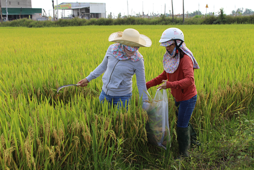 Tư Nghĩa thăm đồng gặt thống kê, đánh giá năng suất lúa vụ Đông Xuân 2022 - 2023