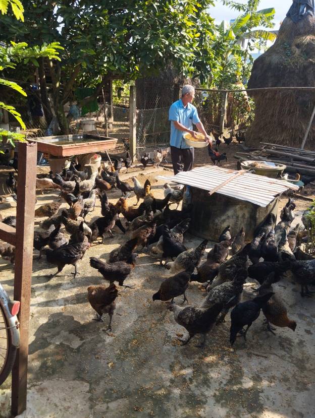 Mô hình nuôi gà H’Mông thương phẩm đem lại hiệu quả kinh tế cho người nông dân