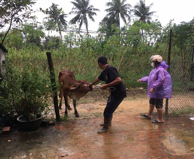 Huyện Tư Nghĩa trao tặng bò giống hỗ trợ người dân vươn lên thoát nghèo